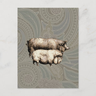 Postal Ilustracion de arte antiguo de la granja de cerdos