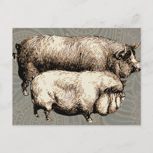 Postal Ilustracion de arte antiguo de la granja de cerdos
