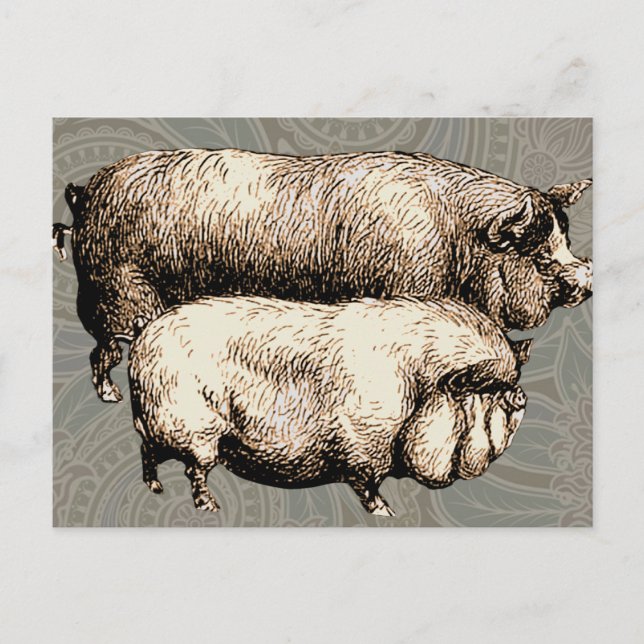 Postal Ilustracion de arte antiguo de la granja de cerdos (Anverso)