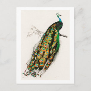 Postal Ilustracion de arte Peacock Vintage