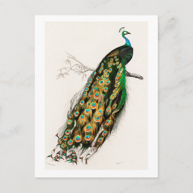 Postal Ilustracion de arte Peacock Vintage (Anverso)