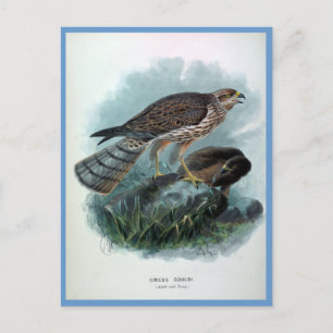 Postal Ilustracion de Ave Harrier Vintage de Nueva Zeland