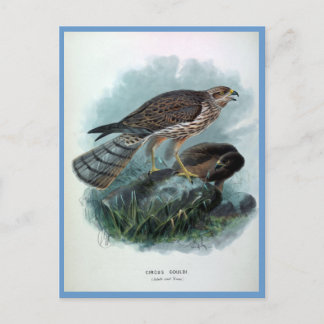 Postal Ilustracion de Ave Harrier Vintage de Nueva Zeland