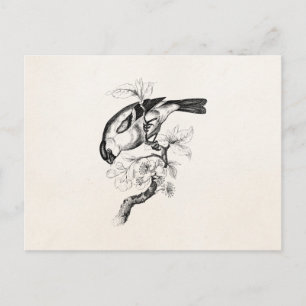 Postal Ilustracion de aves de bullfinch vintage de los añ