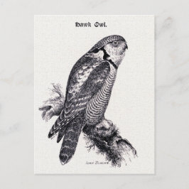 Postal Ilustracion de aves de corral vintage de búho de h