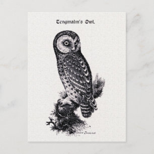 Postal Ilustracion de aves vitícolas de búho de Tengmalm