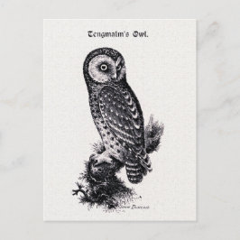 Postal Ilustracion de aves vitícolas de búho de Tengmalm