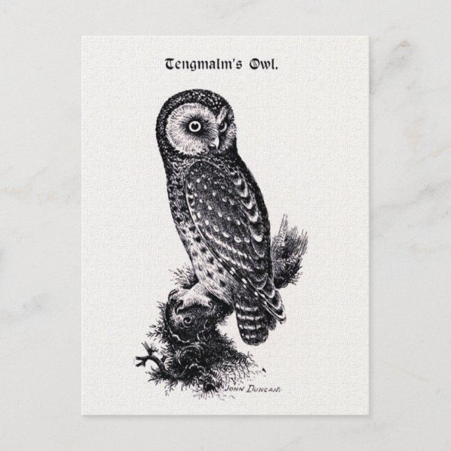Postal Ilustracion de aves vitícolas de búho de Tengmalm (Anverso)