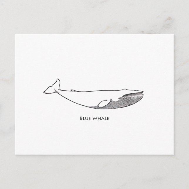 Postal Ilustracion de ballena azul (arte de la línea) (Anverso)