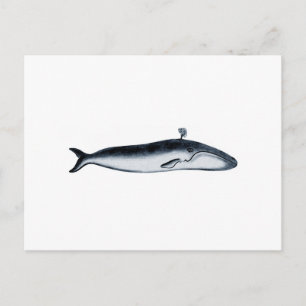 Postal Ilustracion de ballena azul (spouting)