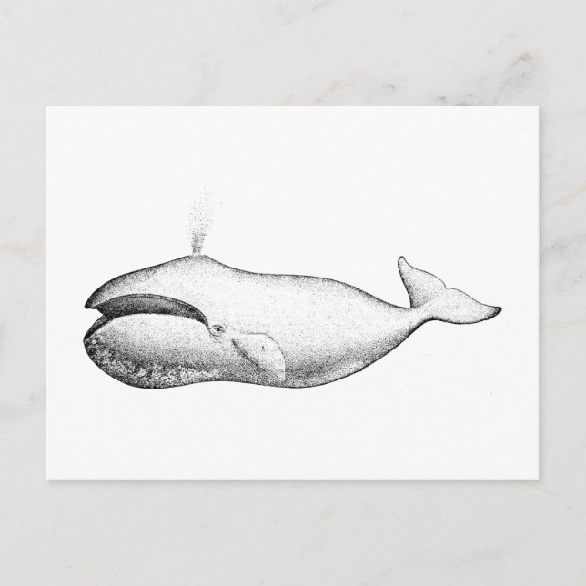 Postal Ilustracion de ballena vintage Bowhead (Anverso)