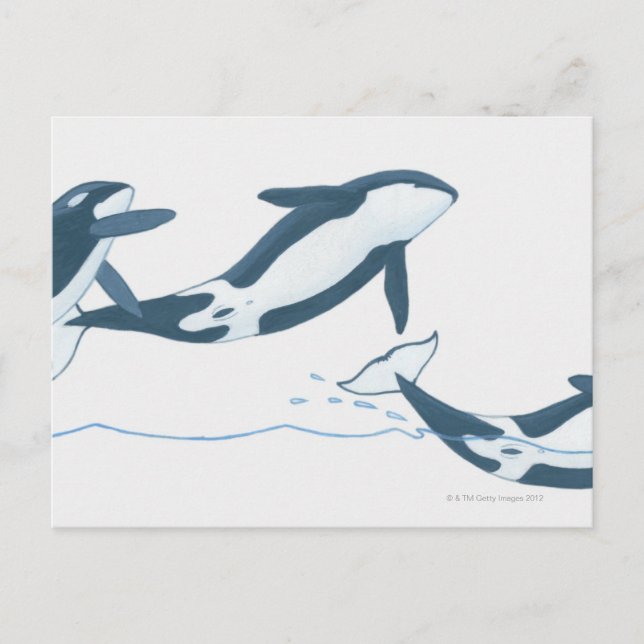 Postal Ilustracion de Ballenas Asesinas (Orcinus orca) (Anverso)