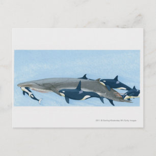 Postal Ilustracion de ballenas asesinas trabajando en un