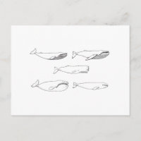 Ilustracion de ballenas (línea art)