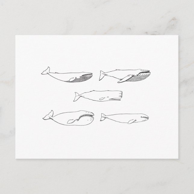 Postal Ilustracion de ballenas (línea art) (Anverso)