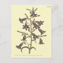 Postal Ilustracion de Bellflower Siberiano Púrpura