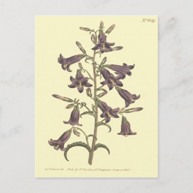Postal Ilustracion de Bellflower Siberiano Púrpura (Anverso)