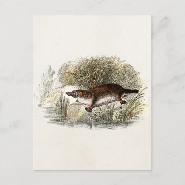 Postal Ilustracion de Bill Platypus de Duck del siglo XIX (Anverso)