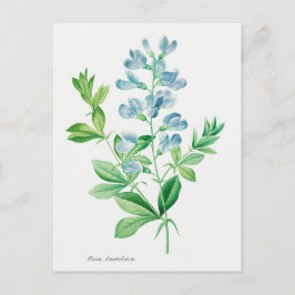 Postal Ilustración de botánica antigua