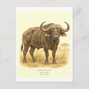 Postal Ilustración de Búfalo del Cabo al Estilo Antiguo