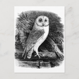 Postal Ilustracion de búho de grano de época