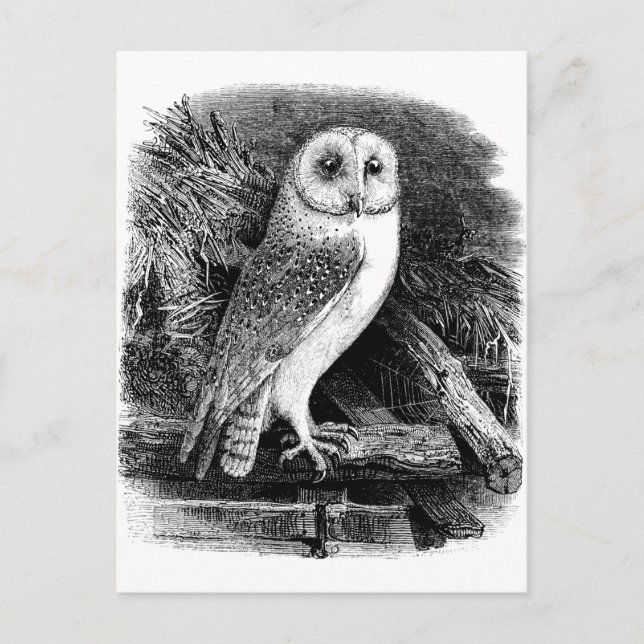 Postal Ilustracion de búho de grano de época (Anverso)