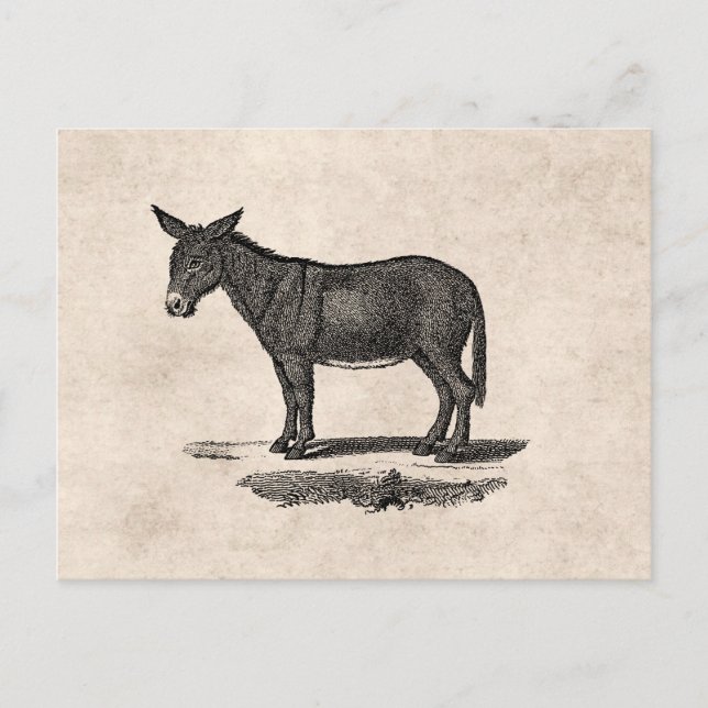 Postal Ilustracion de burro vintage - burros de 1800 (Anverso)
