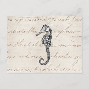 Postal Ilustracion de Caballos de Mar de Hawái del siglo