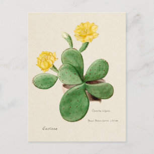 Postal Ilustracion de Cactus Pear Vintage