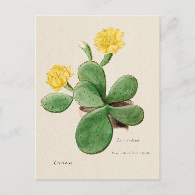 Postal Ilustracion de Cactus Pear Vintage (Anverso)