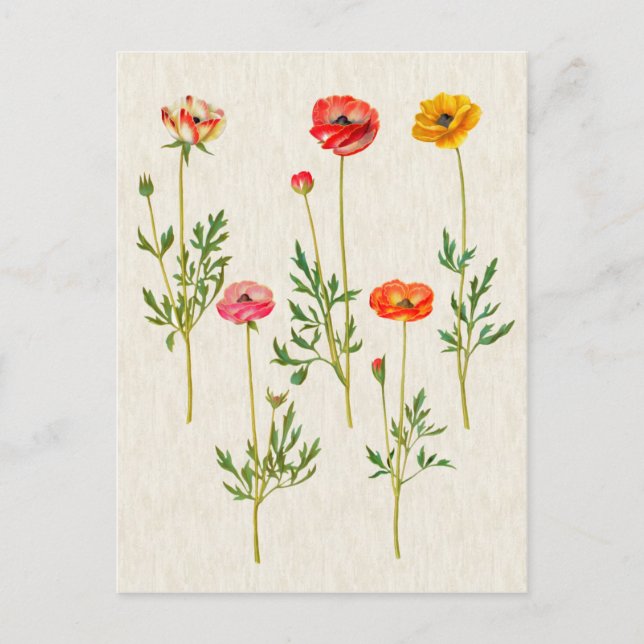 Postal Ilustracion de Calendula Botánica Vintage (Anverso)