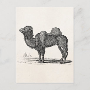 Postal Ilustracion de camellos de la época de los años 18