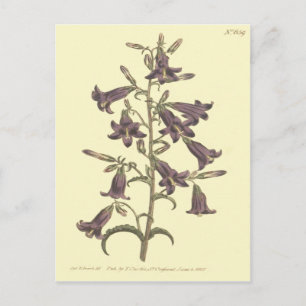 Postal Ilustración de Campanilla Siberiana Púrpura
