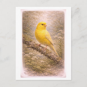 Postal Ilustración de canario de estilo vintage