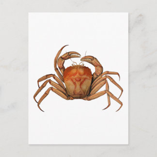 Postal Ilustracion de cangrejo vintage