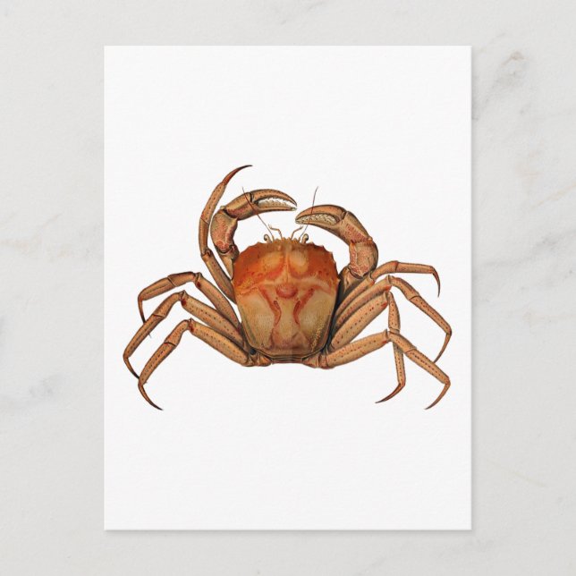 Postal Ilustracion de cangrejo vintage (Anverso)