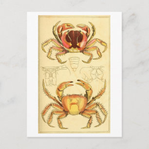 Postal Ilustración de cangrejo vintage