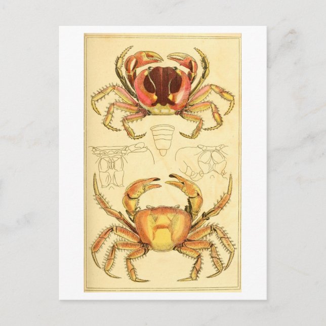 Postal Ilustración de cangrejo vintage (Anverso)