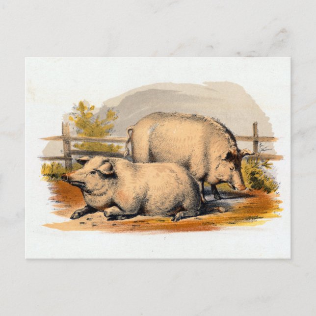 Postal Ilustracion de cerdos de época (Anverso)
