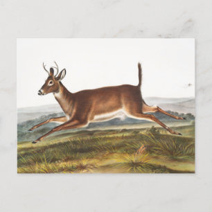 Postal Ilustracion de Cervus leucurus de cola larga