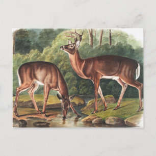 Postal Ilustracion de Cervus Virginianus
