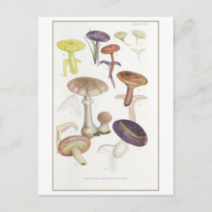 Postal Ilustracion de champiñones blancos vintage