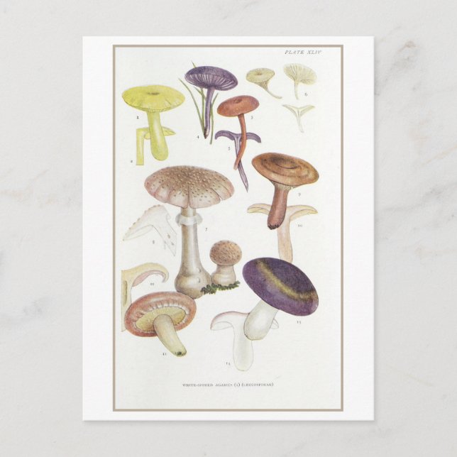 Postal Ilustracion de champiñones blancos vintage (Anverso)