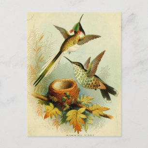 Postal Ilustracion de colibrí de época