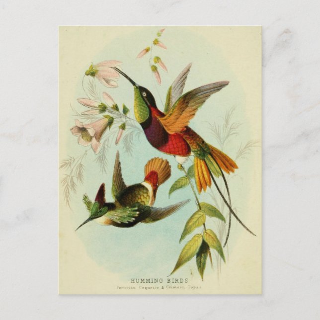 Postal Ilustracion de colibrí de época (Anverso)