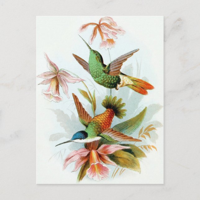Postal Ilustracion de colibrí de época (Anverso)