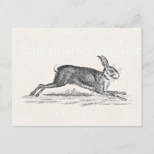 Postal Ilustracion de conejo conejo de liebre veneciana -