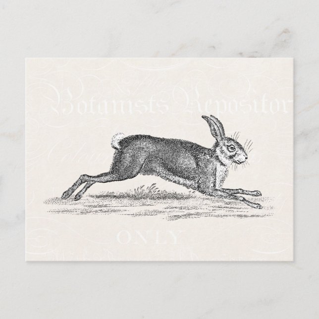 Postal Ilustracion de conejo conejo de liebre veneciana - (Anverso)