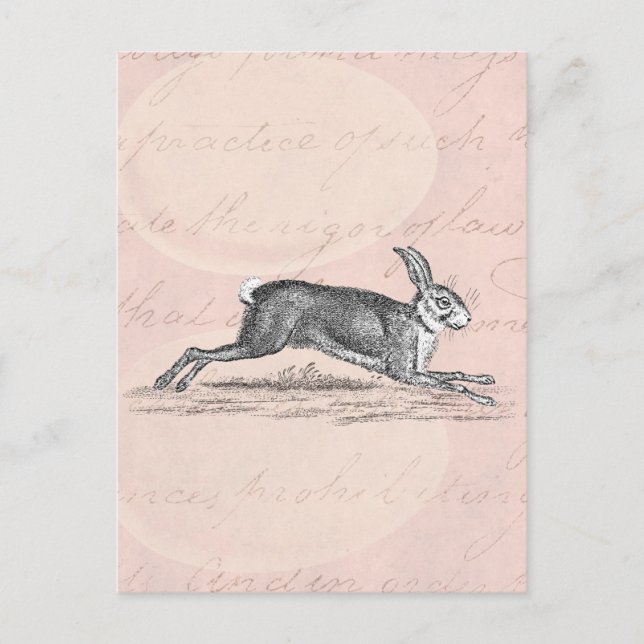 Postal Ilustracion de conejo conejo de liebre veneciana - (Anverso)