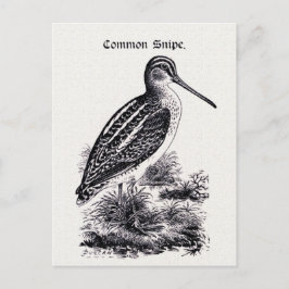 Postal ilustracion de cosecha "Common Snipe"